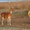 Wilpattu National Park